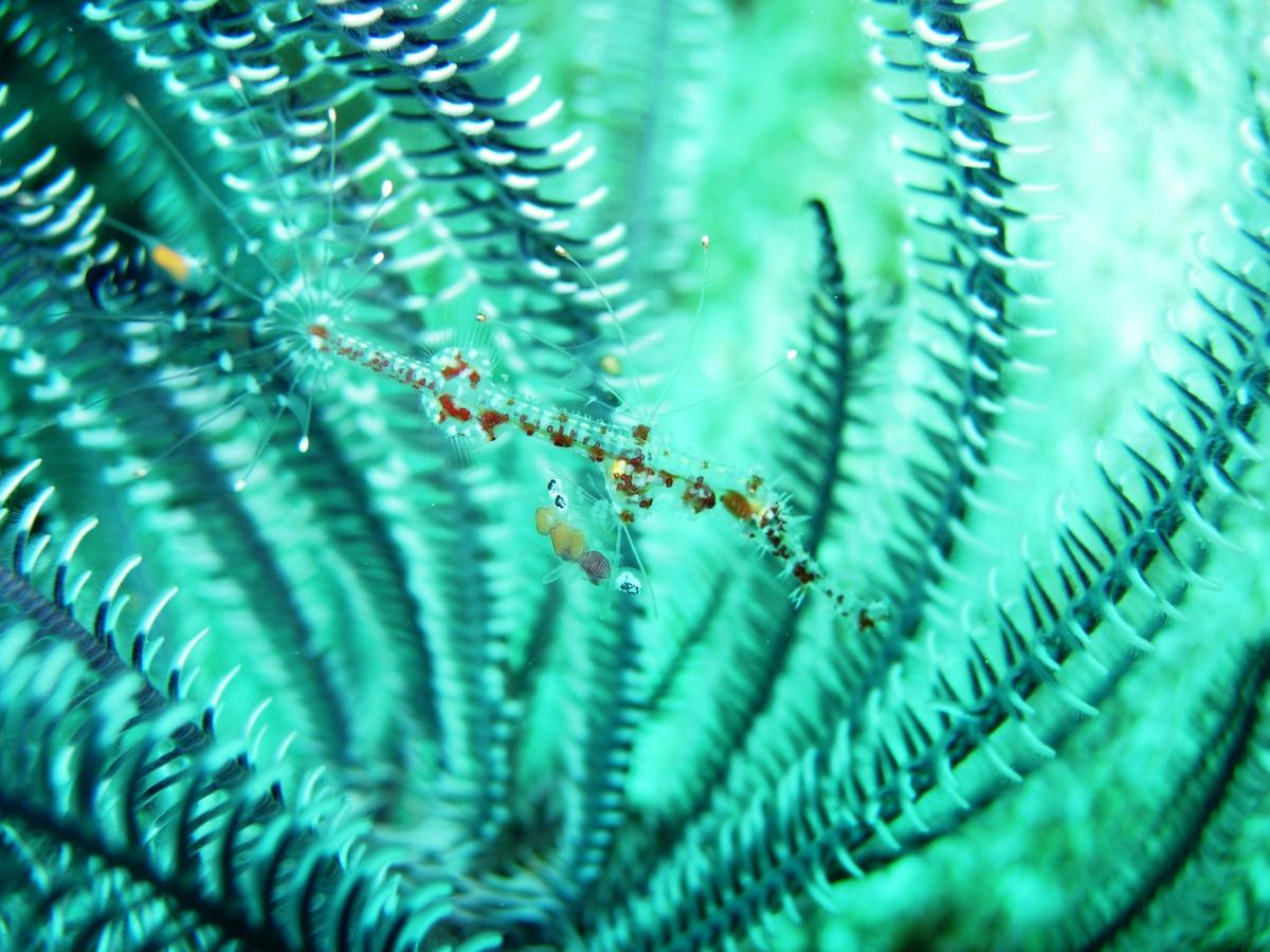 Reef Retreat